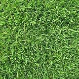 Zenith Zoysia Grass Seed 5# Bulk Pound 4138NMpACnL. SL160 Zenith Zoysia Grass Seed 5# Bulk Pound