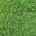 Zenith Zoysia Grass 1 Lb