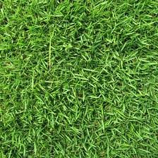 Zenith Zoysia Grass Seed- 5# Bulk Pound