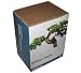Outdoor Living : Grow It Bonsai Tree