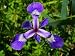 Blue Flag Iris Flower, Iris Versicolor, in the Springtime Photographic Poster Print by Darlyne A. Murawski, 12x16
