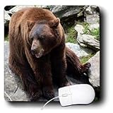 WhiteOak Photography Animal Prints - Brown Bear North Carolina Bear - Mouse Pads