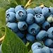 1X BLUE BERRY BLUE JAY BUSH PLANT / 40-50CM / 3.5 LITRE POT GROWN Image of 1X BLUE BERRY BLUE JAY BUSH PLANT / 40-50CM / 3.5 LITRE POT GROWN