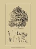 Arbor Study IV - Artist: Vision Studio - Art Print Poster - With a Black Wood Frame - Image Size: 6.50 by 11.00 inches Art Print Poster - With a Black Wood Frame