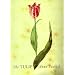 The Tulip