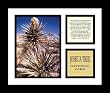 Joshua Tree National Park Photos Parks