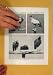 Characteristic Member Condor Family Bird Fine Antique