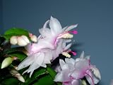 Christmas Cactus Plant 'White' Variety