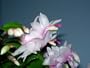 Christmas Cactus Plant 'White' Variety