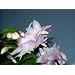 Christmas Cactus Plant 'White' Variety