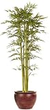 IMAGE OF 6FT BAMBOO TREE/2PC