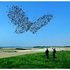 Butterflies and Hurricanes [DVD]