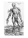 Anatomical Study, Illustration from De Humani Corporis Fabrica, 1543 Art Giclee Poster Print by Andreas Vesalius, 12x16