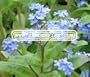 FORGET ME NOT Myosotis Sylvatica --- 5,000 Flower Seeds