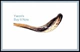 Shofars