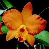 Slc Hazel Boyd 'Apricot Glow' HCC/AOS