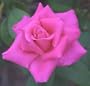 1 - Potted Rose - Perfume Delight