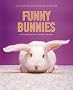 Funny Bunnies