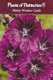 Amazon / Hirts: Seed; Perennial: Windsor Castle Hollyhock - 100 Seeds - Royal Purple