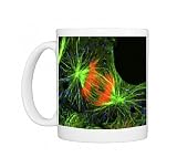 Cell in the anaphase stage of mitosis Photo Mugs
