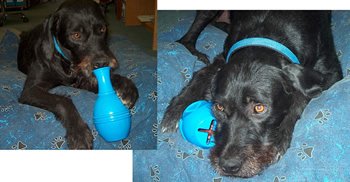 早食い ダイエット が気になる 犬 に効果的な食器 フードボウル・レオ ケーナインジーニアス