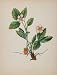 1898 Botanical Print Wood Strawberry Fragaria Vesca - Original Print