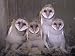 Barn Owl Chicks in their Nest in a Barn, Tyto Alba, an Endangered Species, USA Photographic Poster Print by Joe McDonald, 24x18