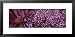 People Celebrating Holi, Braj, Mathura, Uttar Pradesh, India Framed Art Poster Print ...