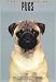For the Love of Pugs (For the Love of)