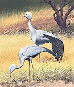 Ripper: Blue or Stanley Crane