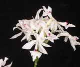 Epidendrum calanthum album x Epidendrum immatophyllum 'Stocker'
