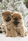 Chow Chow Puppies