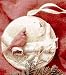 QK1077Christmas Cardinal Showcase Ornament Nature's Sketchbook 1995 Hallmark Keepsake Ornament QK1077