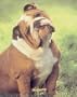 Bulldog Art Poster Print by Richard Stacks, 8x10