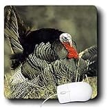 Birds - Wild Turkey Gobbler - Mouse Pads