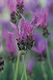 Review Crocus  / Lavandula stoechas Papillon