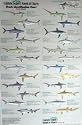 Shark Identification Poster