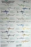 Shark Identification Poster