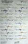 Shark Identification Poster