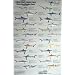 Shark Identification Poster