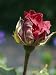 Close-Up Showing Damage to a Rose Bud Caused by Late Frost, Taken in May Photographic Poster Print by Michael Black, 24x32