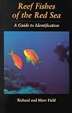 Reef Fish Of The Red Sea