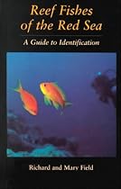 Reef Fish Of The Red Sea