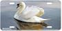Water Ballet - Swans - Wildlife Decor Art Print - License Plate Tag By Terry Isaac From Airstrike