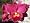 Cattleya Alliance Bare Root Orchid Collection