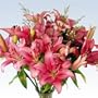 Pink Lilies