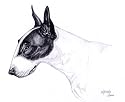 Original Bull Terrier hand drawing