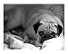 Lazy pug