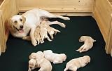 Drymate Green Dog Whelping Box Liner