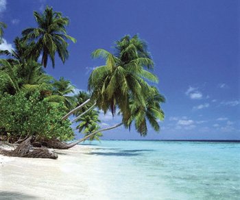 Maldives Morning (Palm Trees Over Beach) White Wood-Mounted Art Poster Print – 16″ X 20″